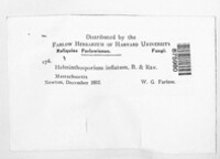 Repetophragma inflatum image